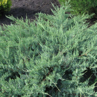 Можжевельник виргинский Хетц купить