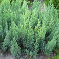 Ялівець горизонтальний Блю Форест купить