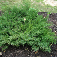 Можжевельник средний Пфитцериана Компакта купить