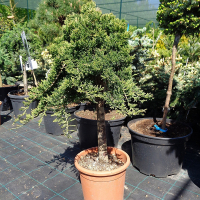 Ялівець горизонтальний Принц Уельський на штамбі купить