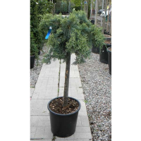 Можжевельник виргинский Грей Оул GREY OWL купить