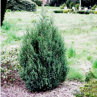 Можжевельник китайский Стрикта купить