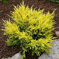 Можжевельник горизонтальный Лайм Глоу купить