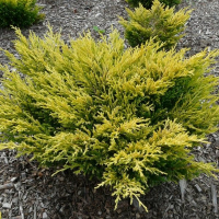 Можжевельник горизонтальный Лайм Глоу купить