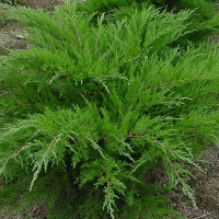 Ялівець Пфітцеріана Мінт Джулеп купить