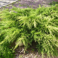 Можжевельник Пфитцериана Мордиган Голд купить