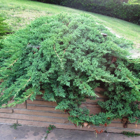 Можжевельник лежачий Нана купить