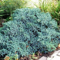 Ялівець squamata Blue Star купить