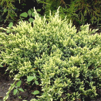 Ялівець лускатий Холгер купить