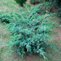 Ялівець китайський Блю Альпс купить