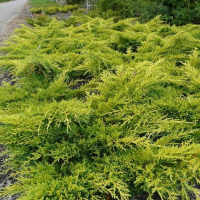 Ялівець Пфітцеріана Голд Стар купить