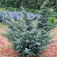 Можжевельник китайский Блю Альпс купить