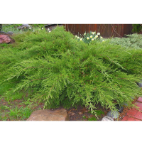 Можжевельник Пфитцериана Минт Джулеп (ком) купить