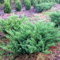 Можжевельник казацкий Блю Дануб (ком) купить