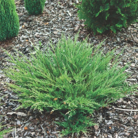 Ялівець горизонтальний Андорра компакт купить