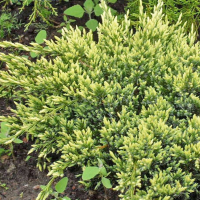 Можжевельник чешуйчатый Дрим Джой купить