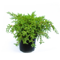 Можжевельник средний Голд Стар купить