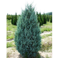 Можжевельник виргинский Мунглоу купить