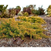 Можжевельник прибрежный Олл Голд купить