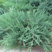 Можжевельник горизонтальный Бар Харбор купить