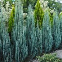 Можжевельник скальный Блю Эрроу купить