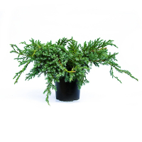 Можжевельник чешуйчатый Голден Флейм купить