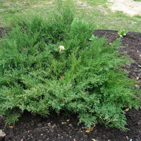 Можжевельник средний Пфитцериана купить