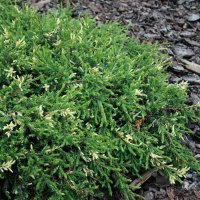 Можжевельник обыкновенный Спотти Спридер купить