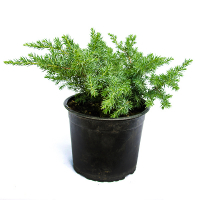 Можжевельник микс купить