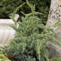 Можжевельник чешуйчатый Мейери купить