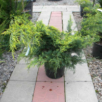 Можжевельник китайский Олд Голд купить