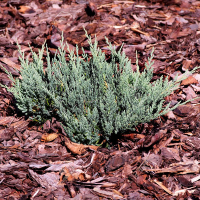 Можжевельник горизонтальный Блю Чип купить