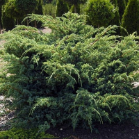 Ялівець лускатий Ханнеторп купить