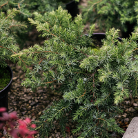 Ялівець прибережний Шлягер купить