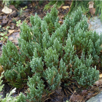 Можжевельник горизонтальный Блю Форест купить