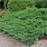 Ялівець козацький Тамарісціфолія купить