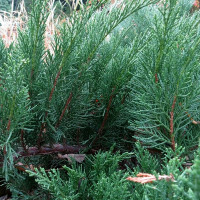 Можжевельник казацкий Там но Блайт купить