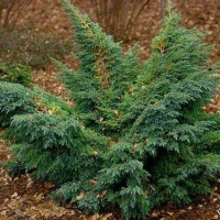 Ялівець лускатий Ханнеторп купить