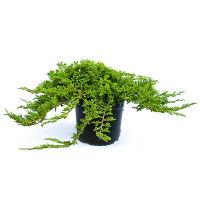 Ялівець горизонтальний Принц Уельський купить