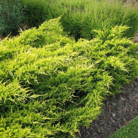 Ялівець середній Олд Голд купить