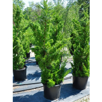 Ялівець китайський Kaizuka купить