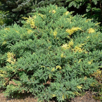 Можжевельник китайский Экспанса Вариегата купить