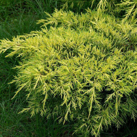 Можжевельник средний Голд Коаст купить