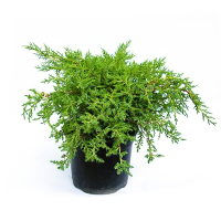 Можжевельник Пфитцериана Голд Стар купить