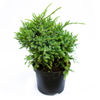 Ялівець лускатий Холгер купить