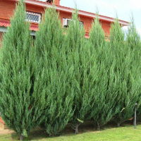 Ялівець скельний Скайрокет купить