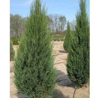 Можжевельник скальный Скайрокет купить