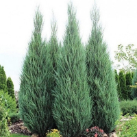 Можжевельник скальный Скайрокет купить