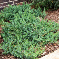 Можжевельник прибрежный Блю Пасифик купить