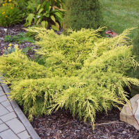 Можжевельник средний Олд Голд купить